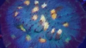 Key Lime Mango Chalice