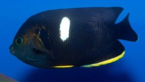 Keyhole Angelfish