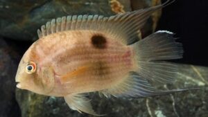 Keyhole Cichlid