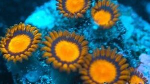 King Midas Zoas
