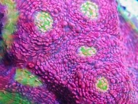 Kingpin Chalice Pectinia