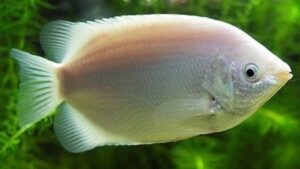 Kissing Gourami