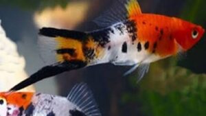 Koi Swordtail