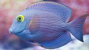Kole Yellow Eye Tang