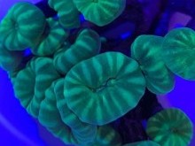 Kryptonite Candy Cane