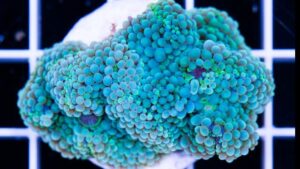 Kryptonite Rhodactis