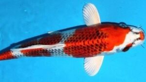 Kujaku High Quality Koi