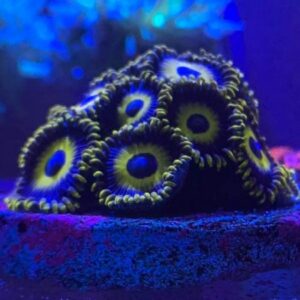 LA Lakers Zoas