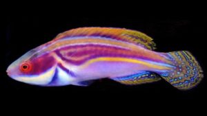 Labouts Fairy Wrasse