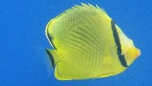 Latticed Butterflyfish