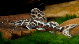 Marbled catfish