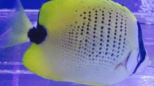 Lemon Butterflyfish