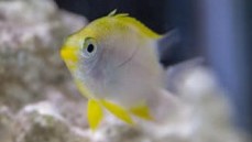 Lemon Chromis