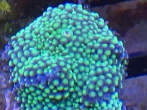 Lemon Lime Ricordea Yuma