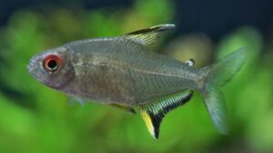Lemon Tetra