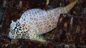 Leopard Blenny
