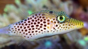 Leopard Puffer