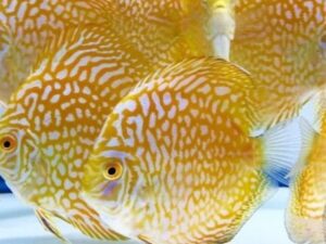 Leopard Scorpion Discus