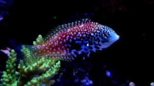 Leopard Wrasse