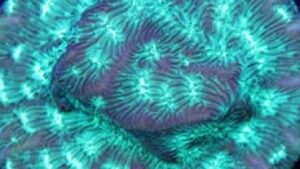 Leprechaun Psammocora