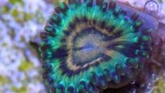 Leprechaun Zoas