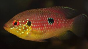 Lifalili Jewel Cichlid