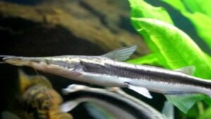 Lima Shovelnose Catfish