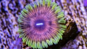 Lime Chilis Zoas