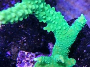 Lime in the Sky Acropora