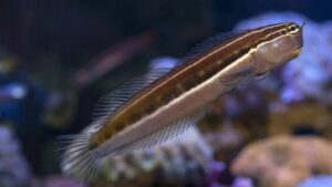 Linear Blenny