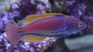 Lineatus Fairy Wrasse