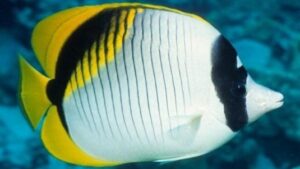 Lined Butterflyfish
