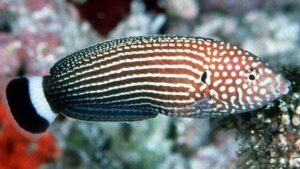 Lined Wrasse