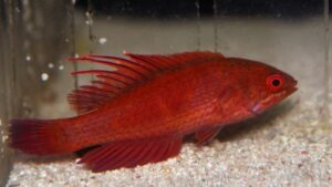 Linespot Flasher Wrasse