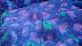 Little Princess Favia