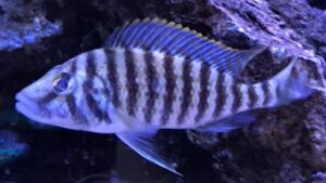 Lobochilotes labiatus