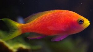 Longfin Anthias