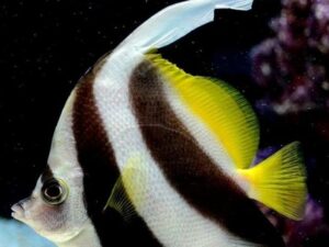 Longfin Bannerfish