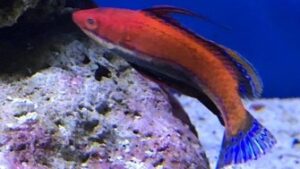 Longfin Fairy Wrasse