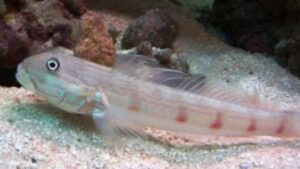 Longfin Sleeper Goby