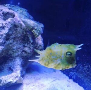 Longhorn Cowfish