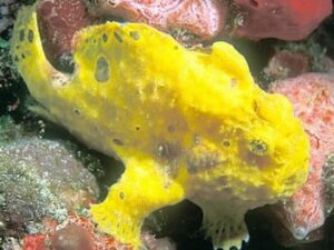 Longlure Frogfish