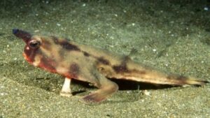 Longnose Batfish
