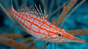 Longnose Hawkfish