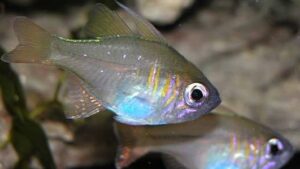 Longspine Cardinalfish
