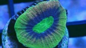 Lucky Leprechaun Acan