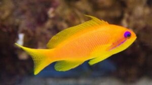 Lyretail Anthias