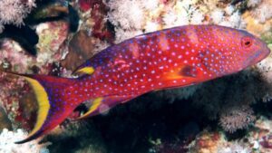 Lyretail Grouper
