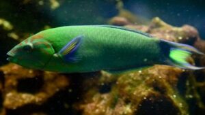Lyretail Wrasse