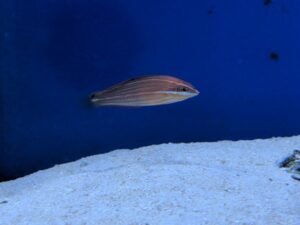 Eightline Flasher Wrasse